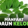 manfaat daun kelor