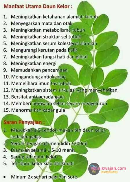 manfaat-daun-kelor
